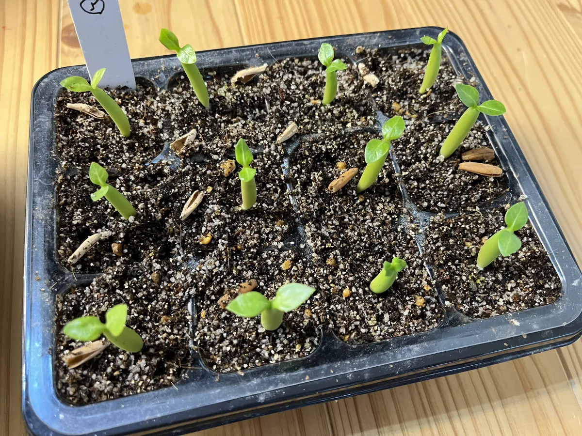 Adenium arabicum Black Stem (アデニウム アラビカム ブラックステム)