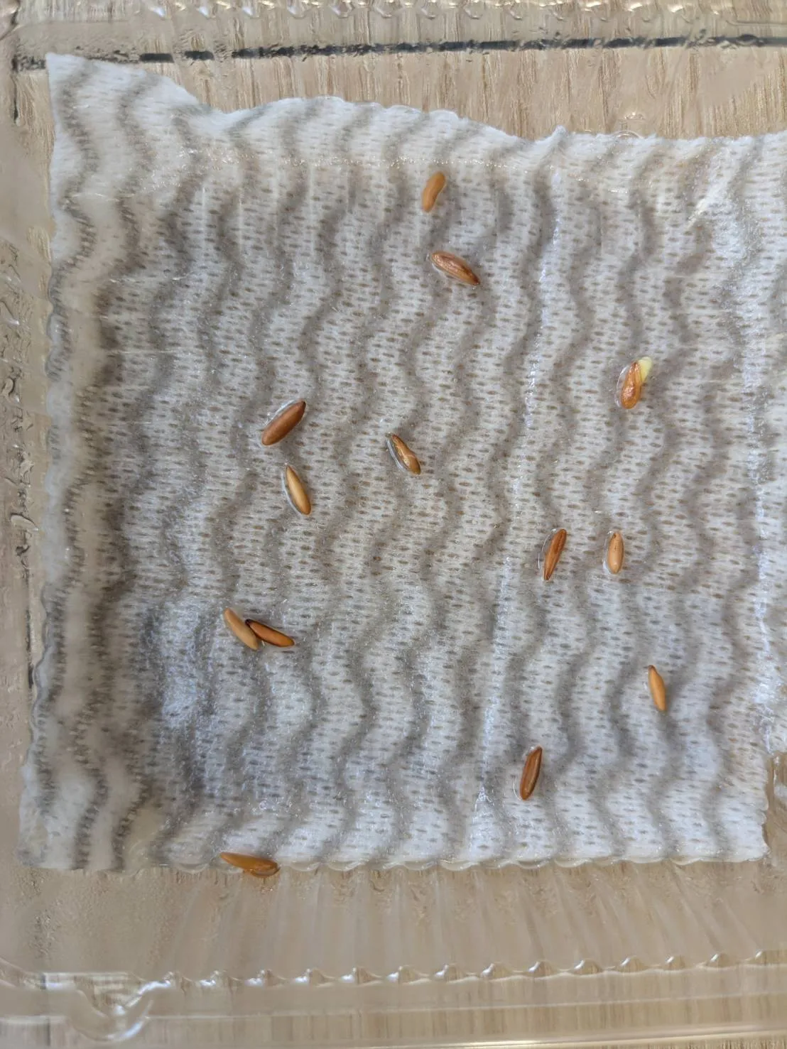 [無料種子] 発芽難 パキポディウム グラキリス　 Pachypodium rosulatum var. gracilius