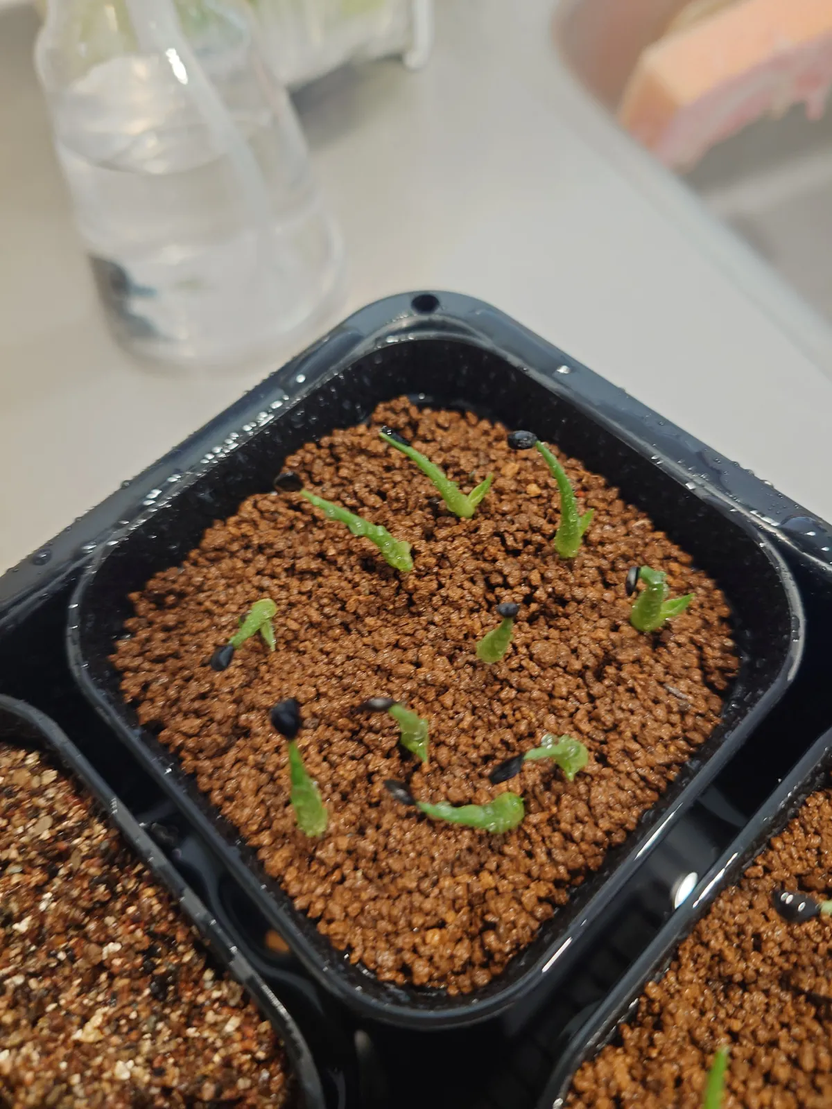 Agave utahensis var. eborispina (アガベ エボリスピナ)