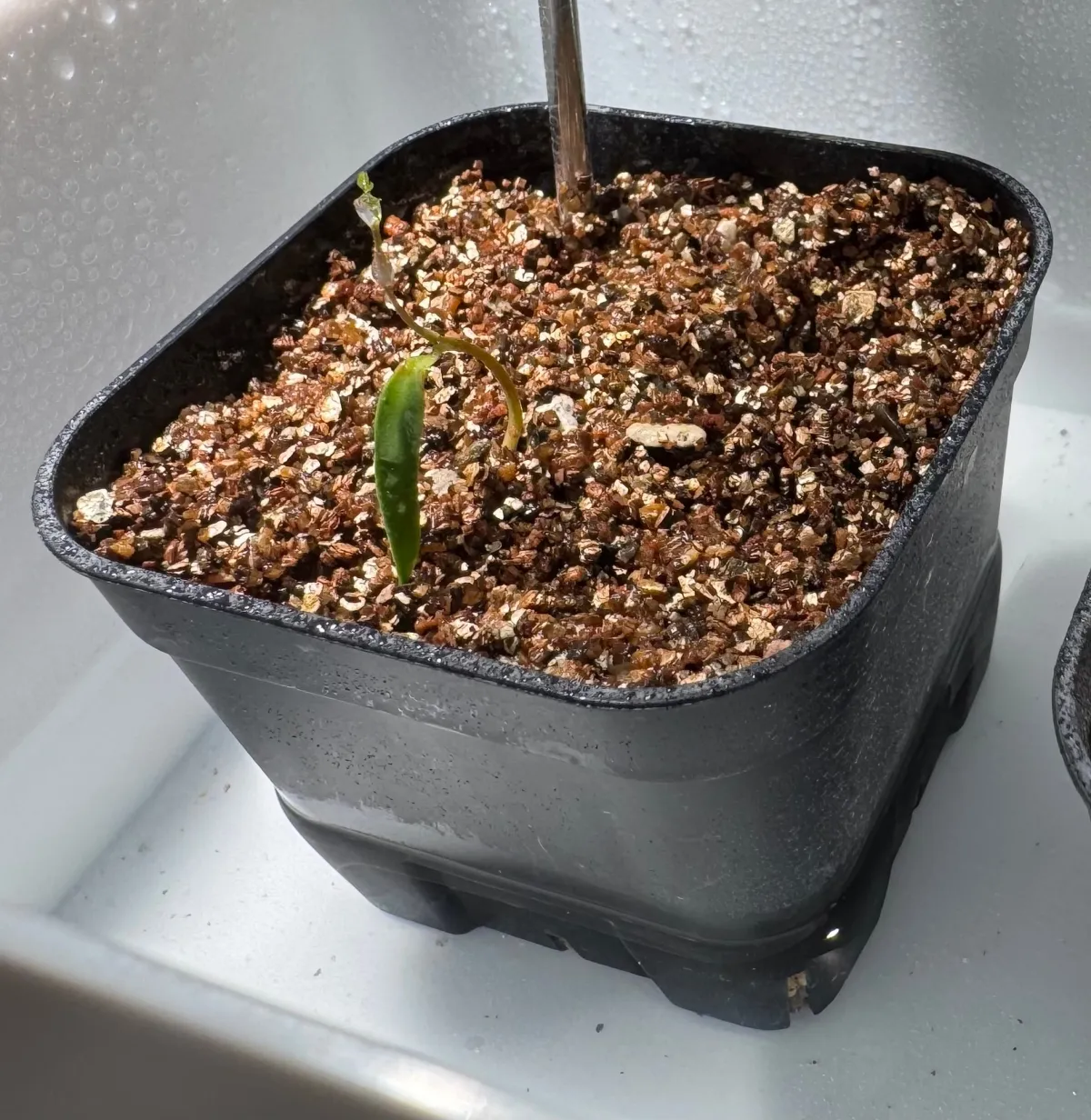 Operculicarya pachypus (オペルクリカリア パキプス2025D)