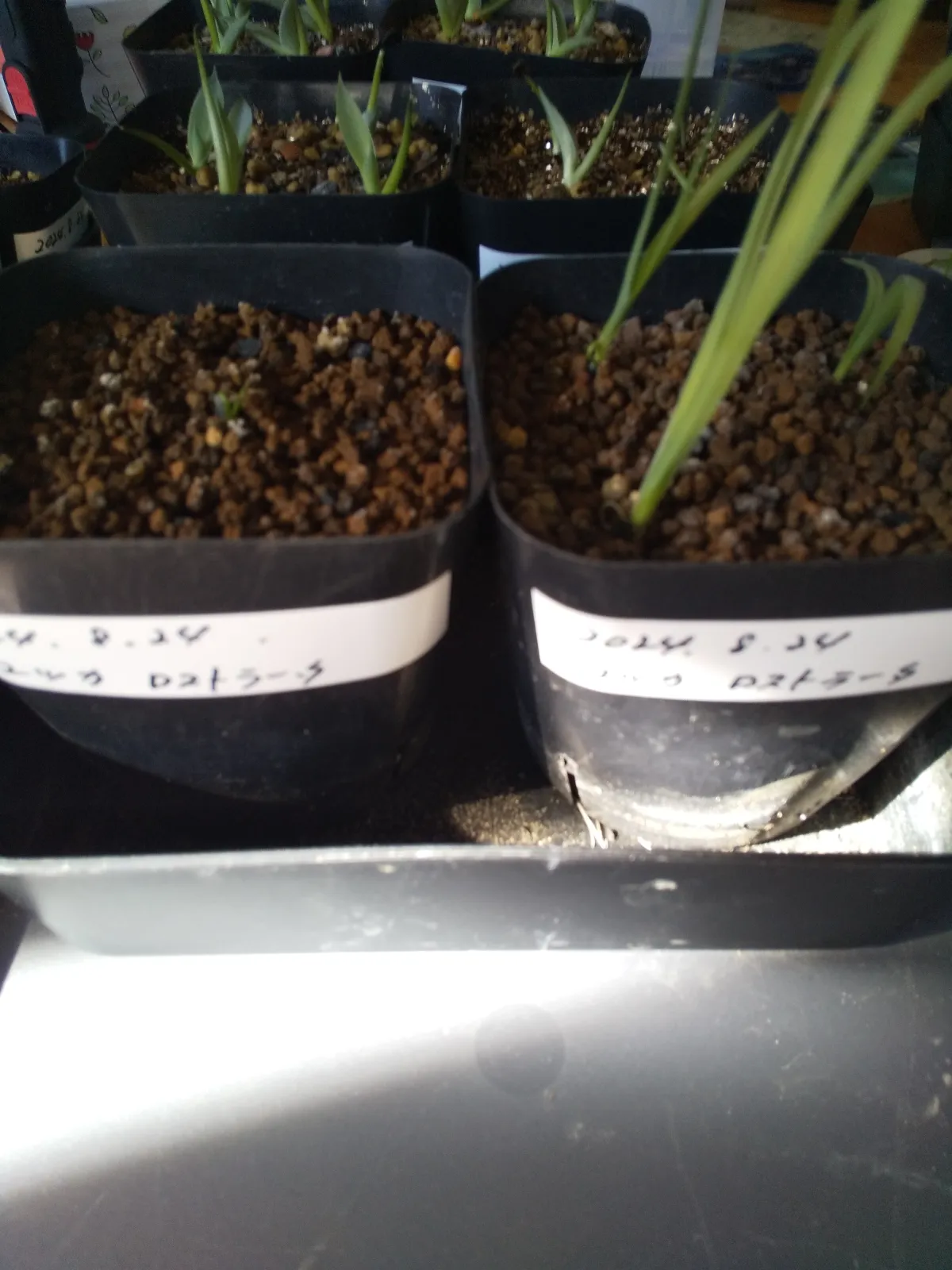 Yucca rostrata (ユッカ ロストラータ)