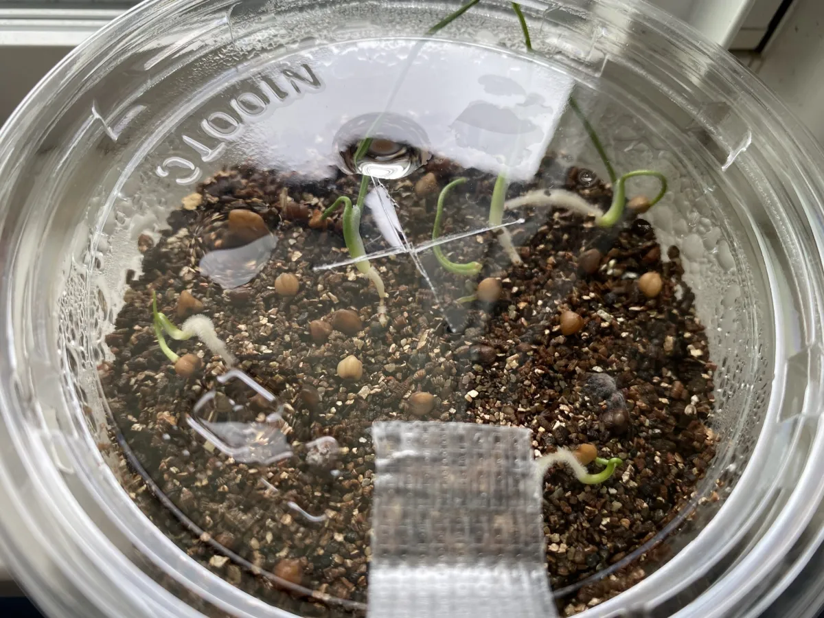 Dasylirion longissimum var. longissimum (ダシリリオン ロンギシマム)