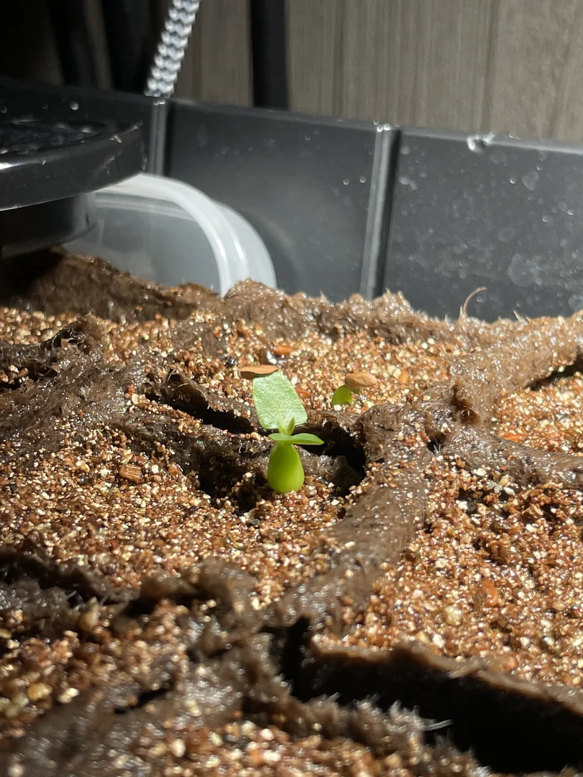 Pachypodium brevicaule subsp. leucoxanthum (パキポディウム レウコキサンツム)