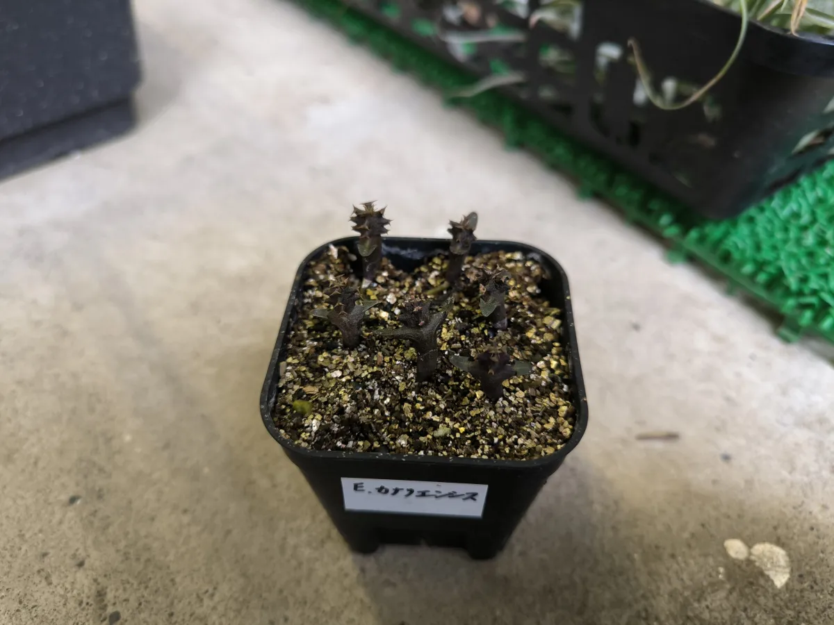 Euphorbia canariensis (ユーフォルビア カナリエンシス)