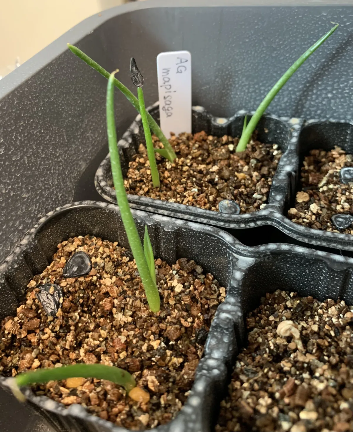 Agave mapisaga (アガベ マピサガ)