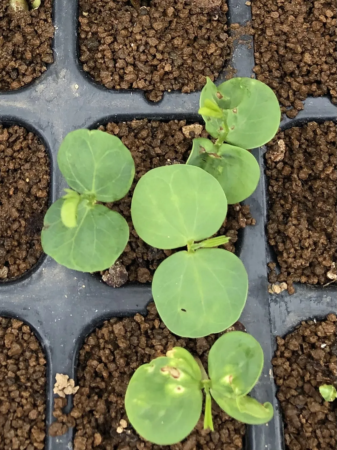 Cassia javanica ssp. nodosa (カッシア ノドサ)