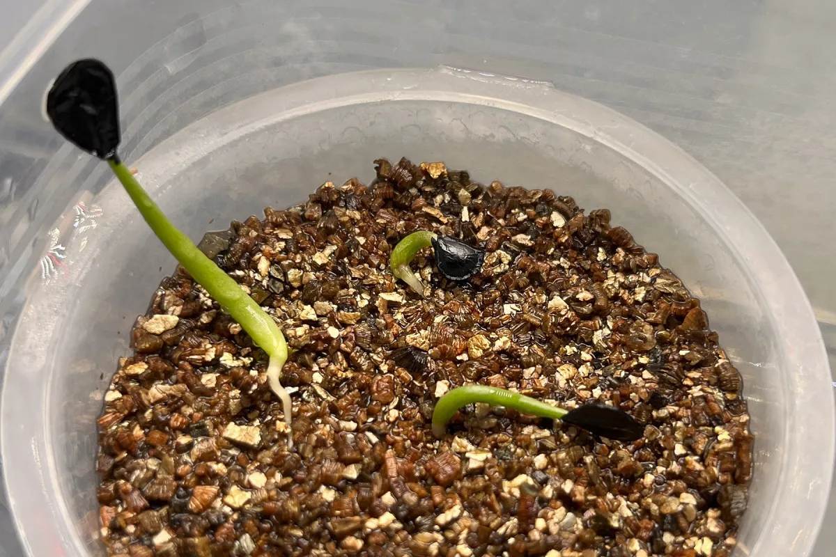 Agave montana (アガベ モンタナ)