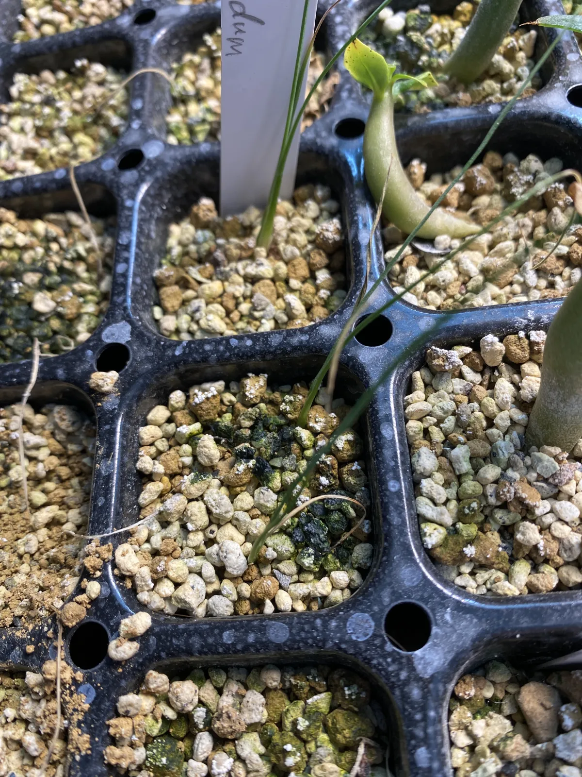 Dasylirion longissimum var. longissimum (ダシリリオン ロンギシマム)