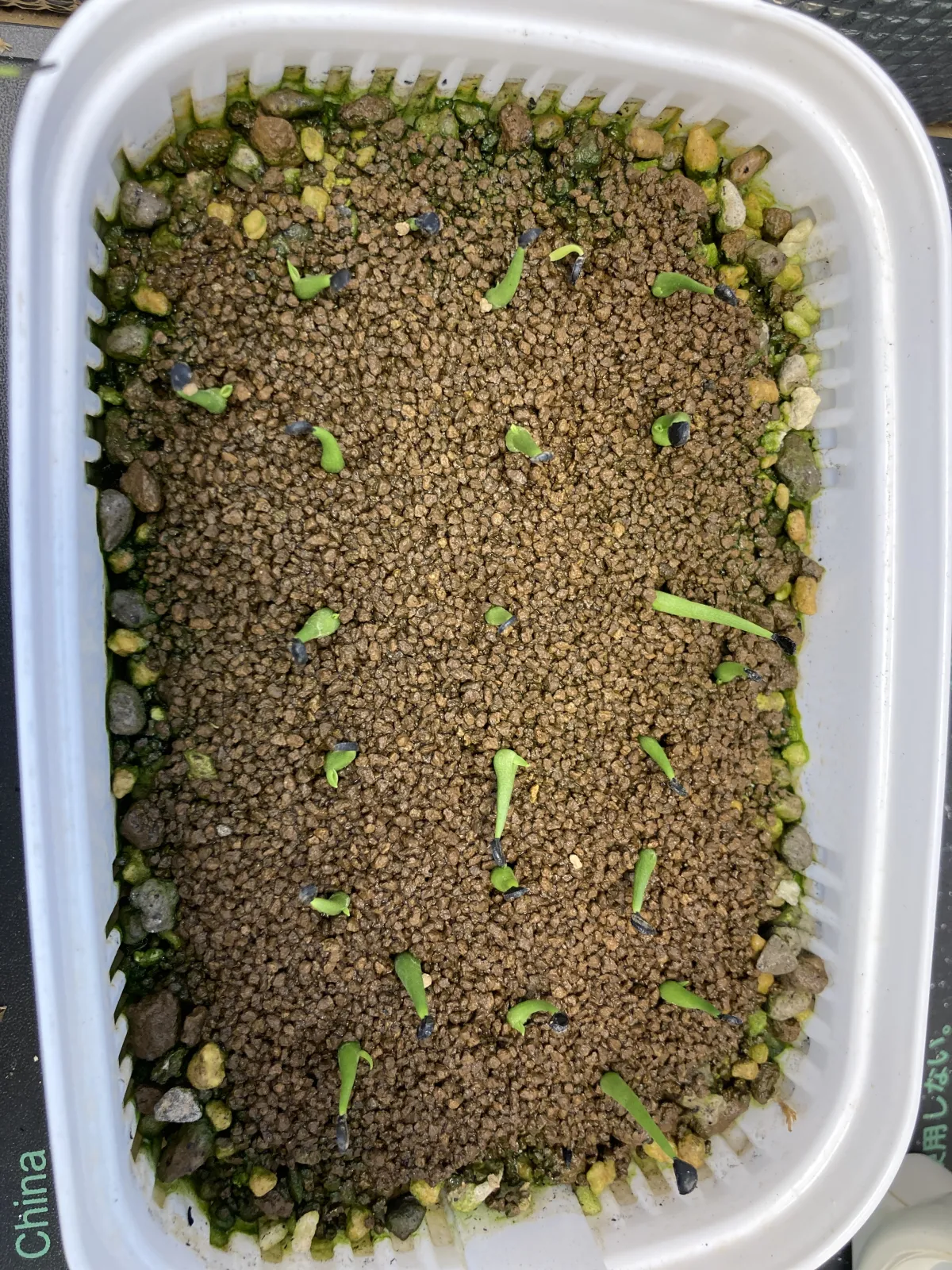 Agave utahensis var. eborispina (アガベ エボリスピナ)