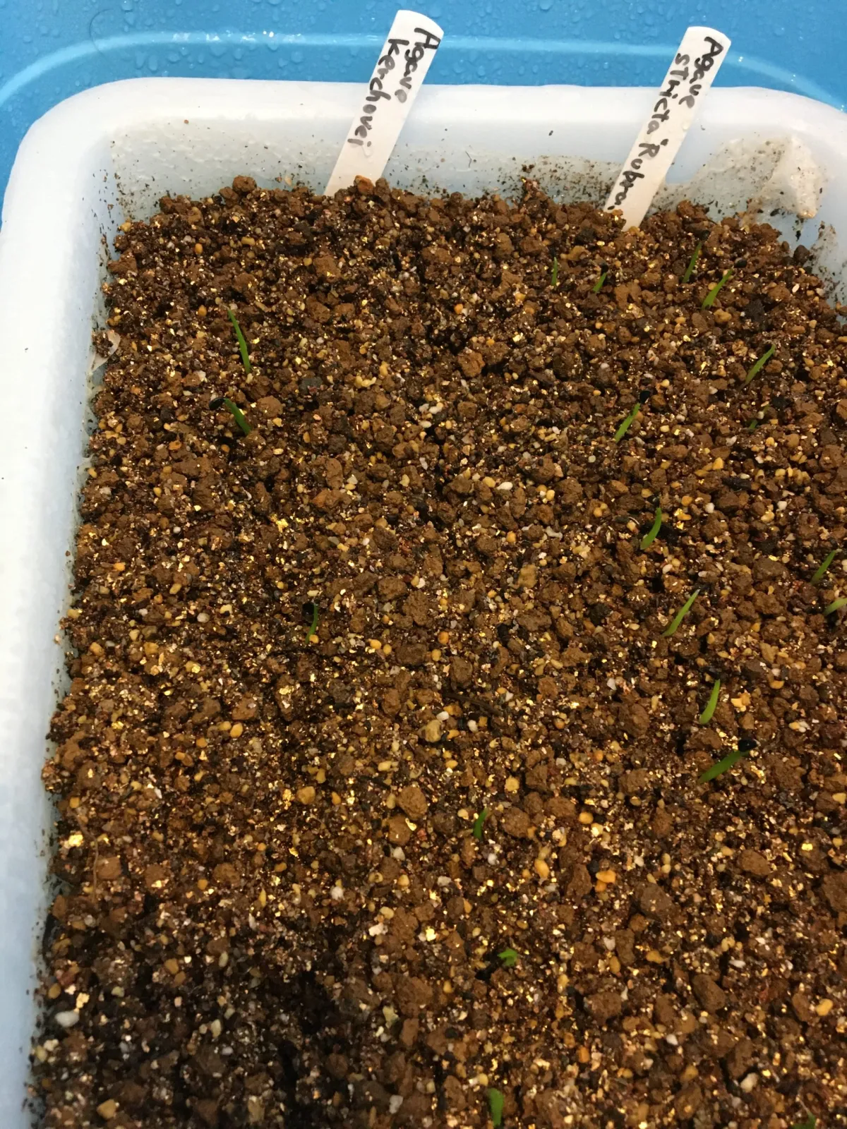 Agave kerchovei (アガベ ケルチョベイ)