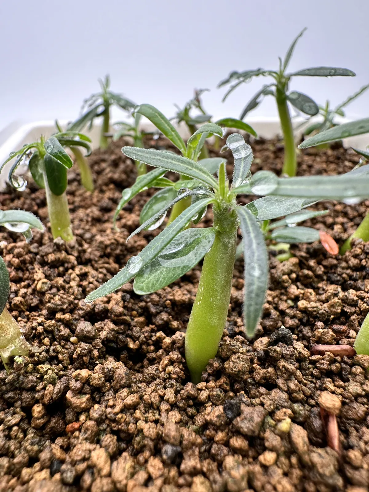 Pachypodium rosulatum var. gracilius (パキポディウム グラキリス)