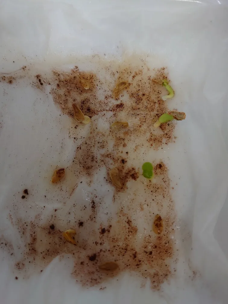 Fockea edulis (フォッケア 火星人)