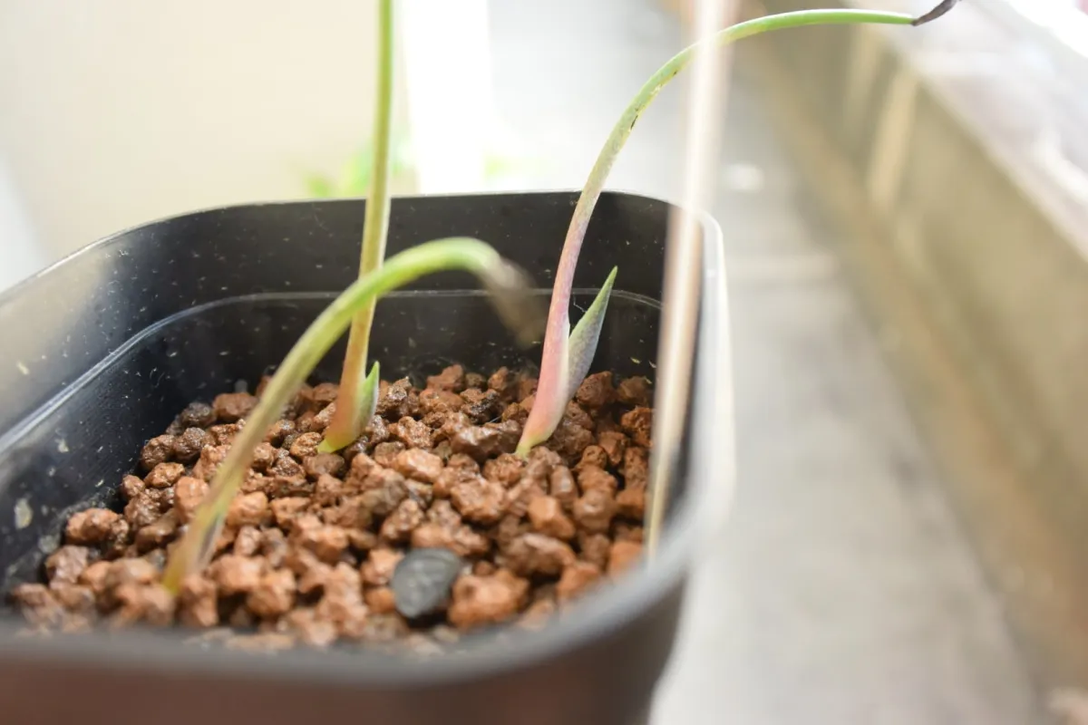 Agave temacapulinensis (アガベ テマカプリネンシス)