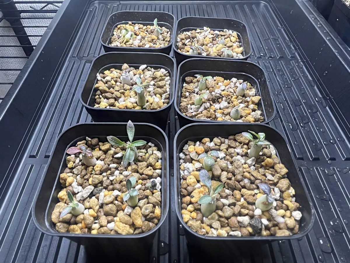 Pachypodium brevicaule subsp. leucoxanthum (パキポディウム レウコキサンツム)