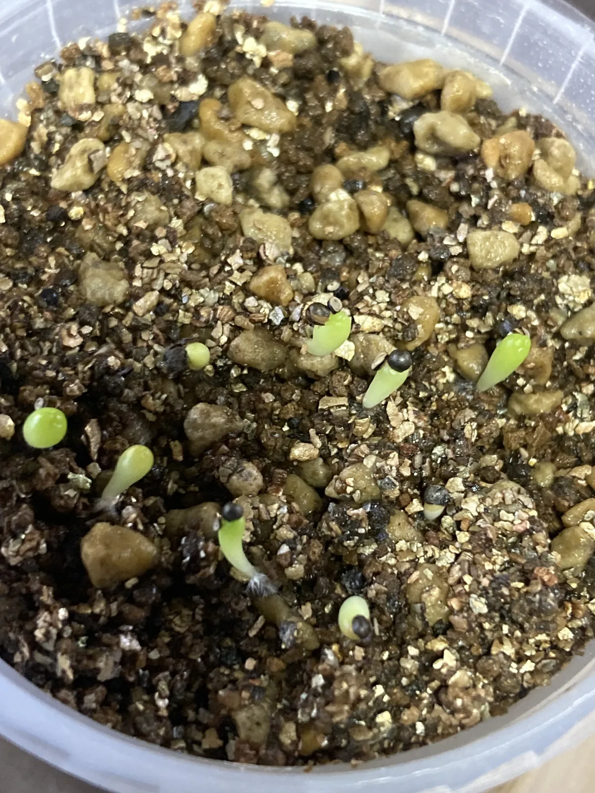 Stenocactus zacatecasensis subsp. zacatecasensis (エキノフォスロカクタス ザカテカセンシス)