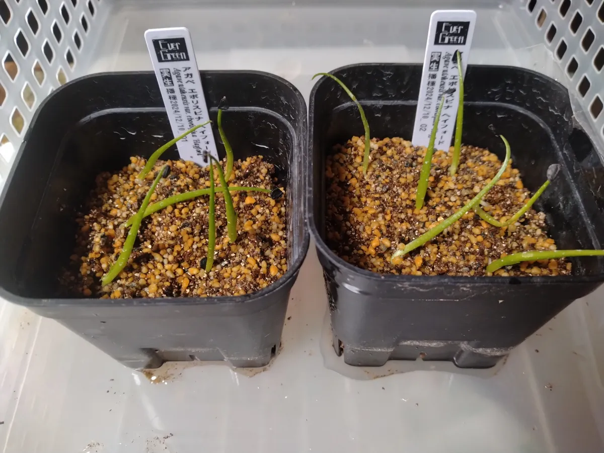 Agave utahensis var. eborispina 'Hayford' (アガベ エボリスピナ ヘイフォード)