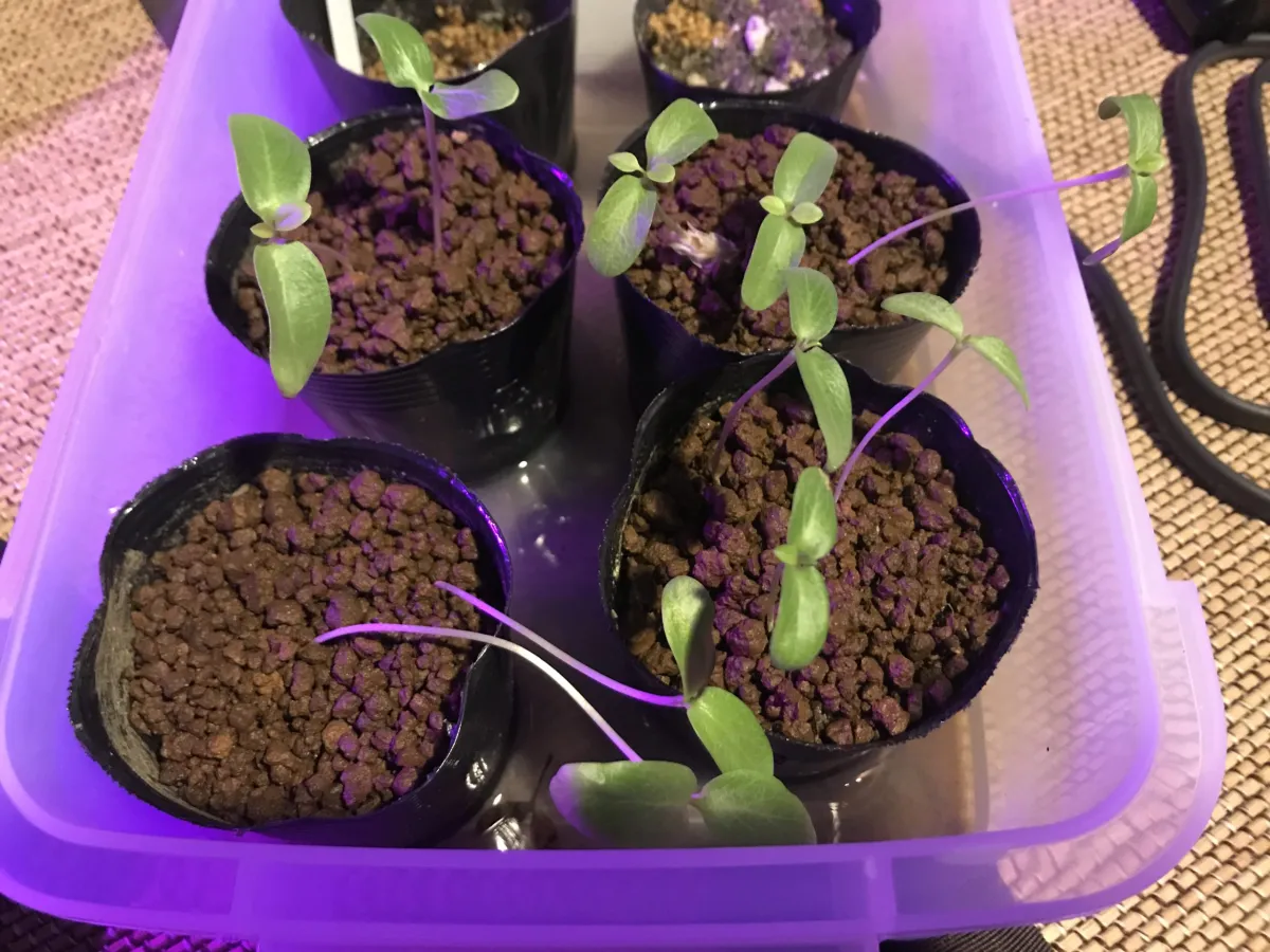 Fouquieria formosa (フォークイエリア フォルモサ)