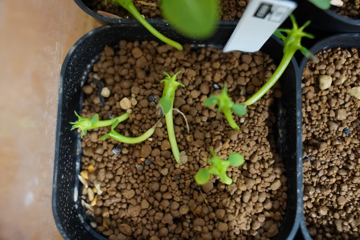 Euphorbia ferox (ユーフォルビア フェロックス)