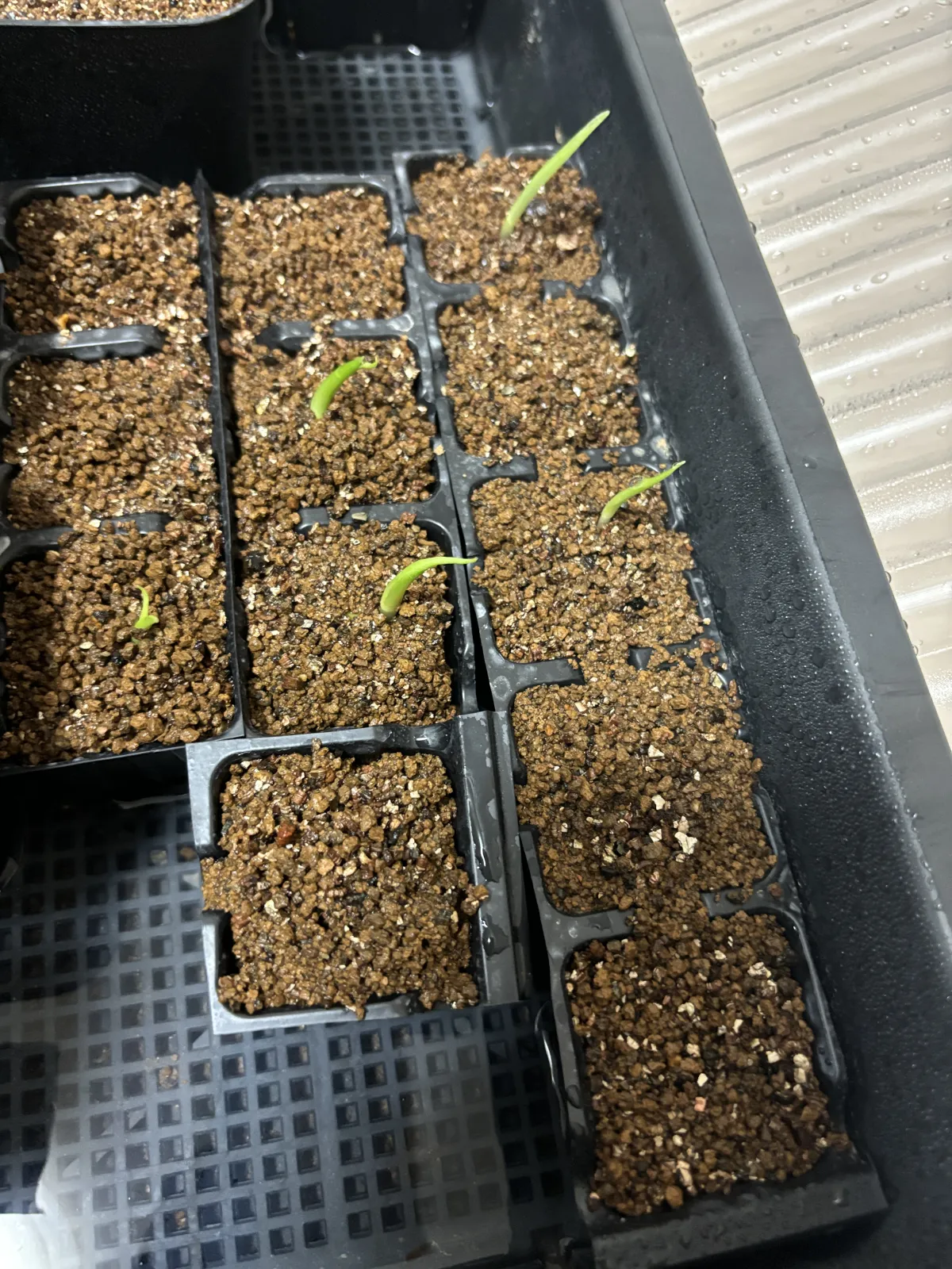 Monstera deliciosa Tauerii (モンステラ タウエリー)