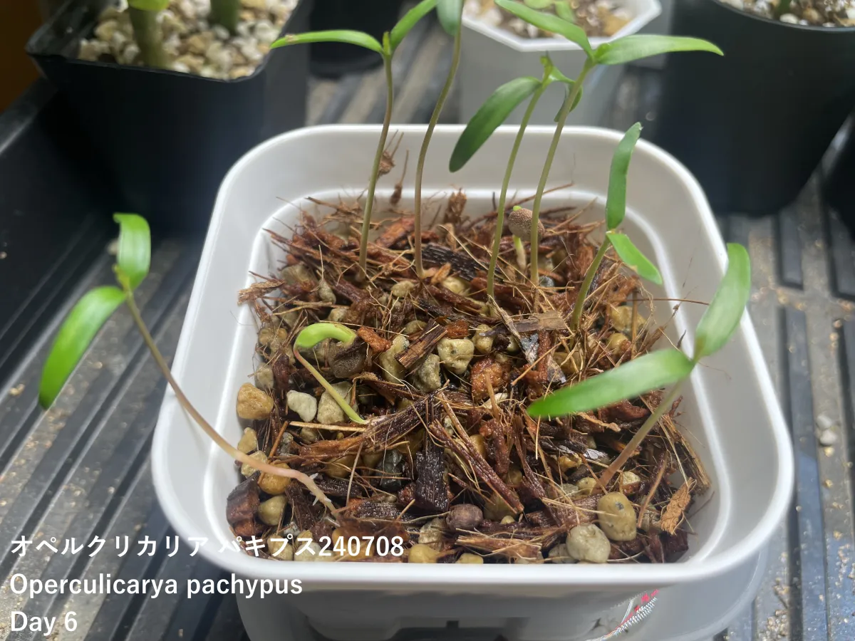 Operculicarya pachypus (オペルクリカリア パキプス)