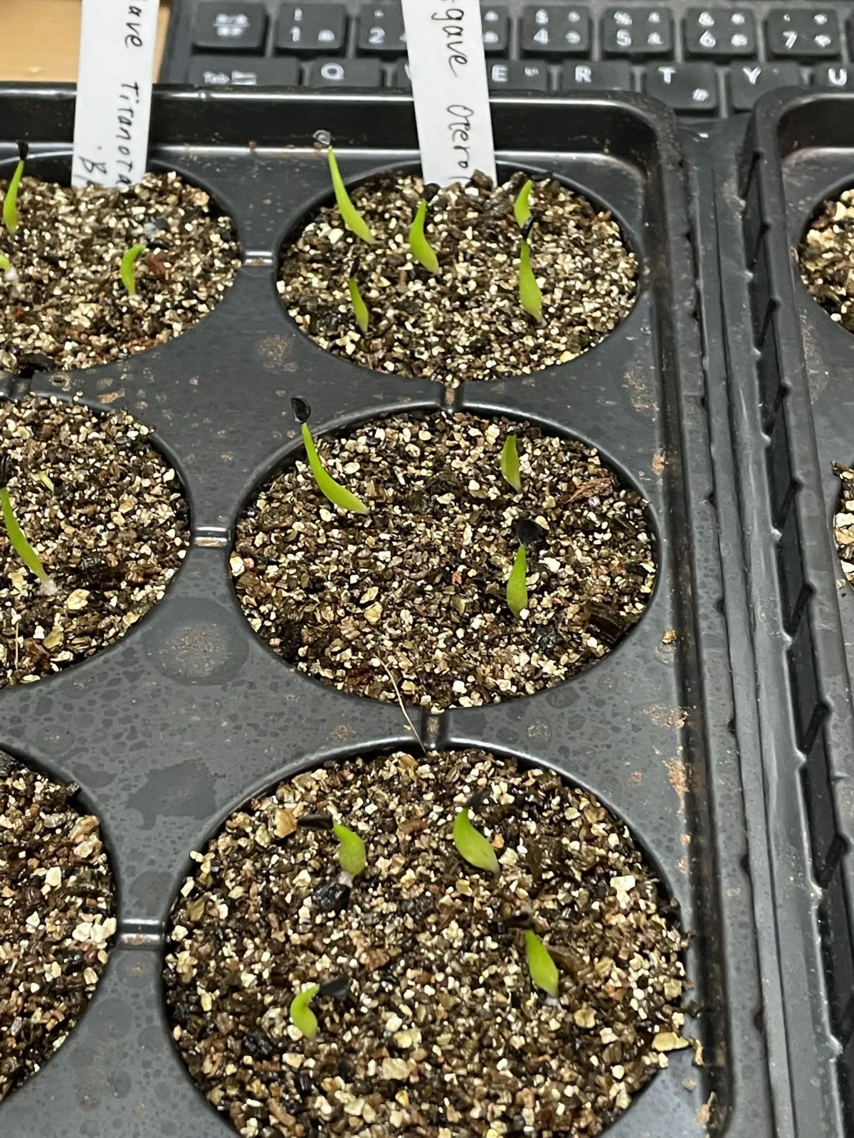 Agave oteroi (アガベ オテロイ)