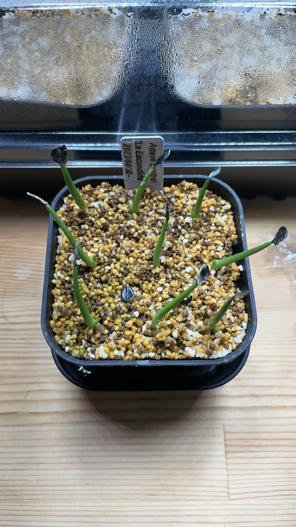 Agave gentryi La Escondida (アガベ ジェントリー ラ・エスコンディーダ)