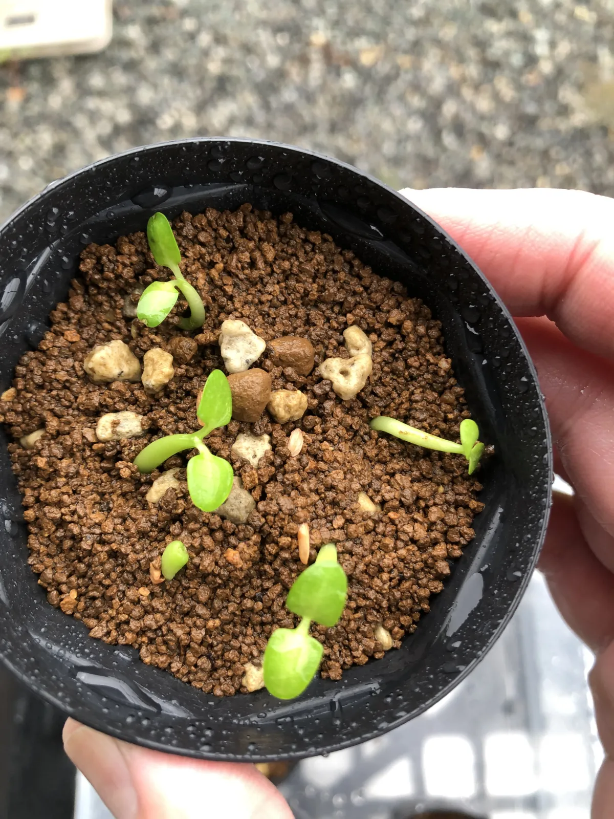 Pachypodium enigmaticum (パキポディウム エニグマチカム)