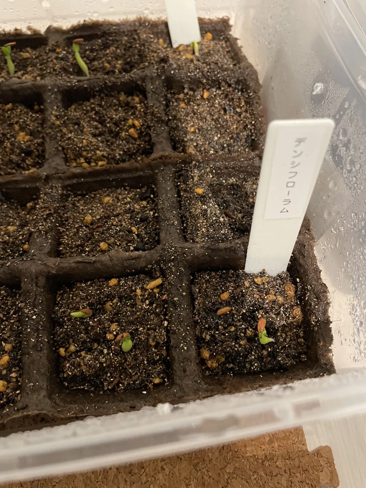 Pachypodium densiflorum var. densiflorum (パキポディウム デンシフローラム)