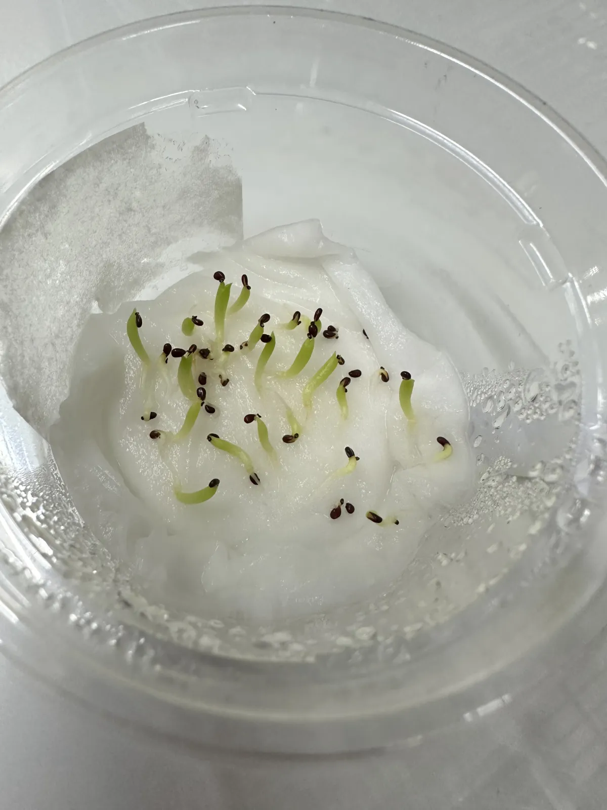 Echinocactus grusonii (エキノカクタス キンシャチ)