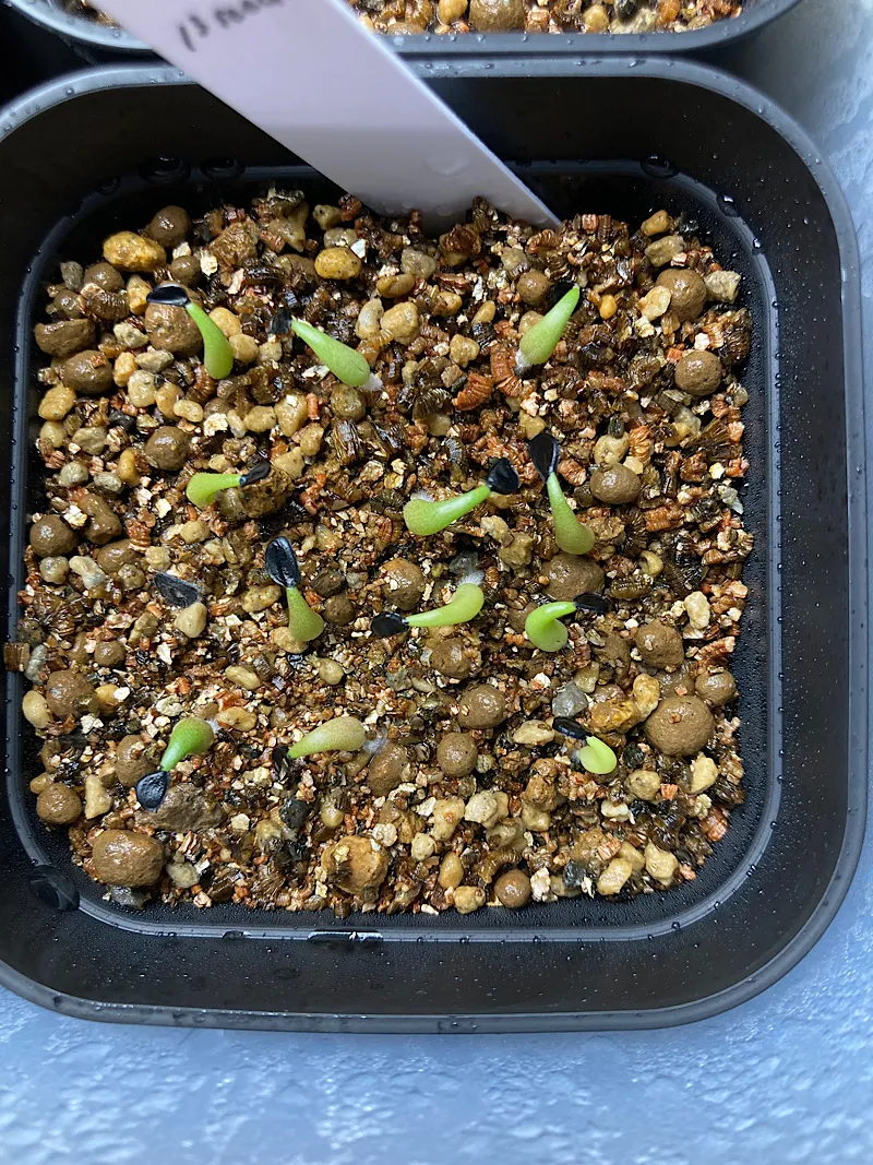 Agave oteroi (アガベ オテロイ)