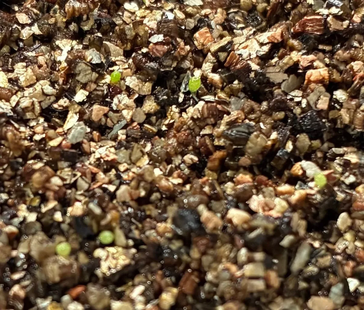 Conophytum burgeri (コノフィツム ブルゲリ)