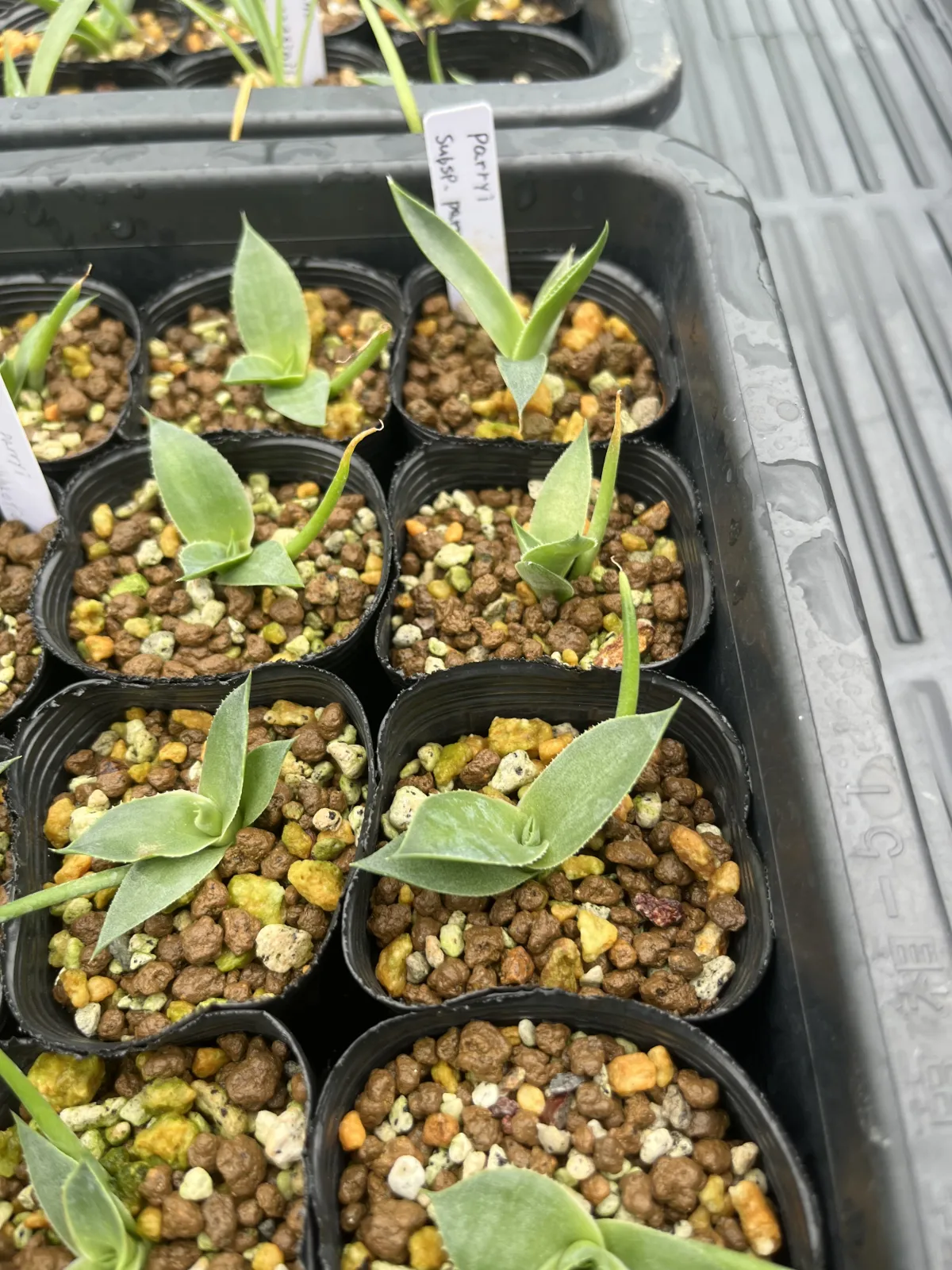 Agave parryi subsp. parryi (アガベ パリー)