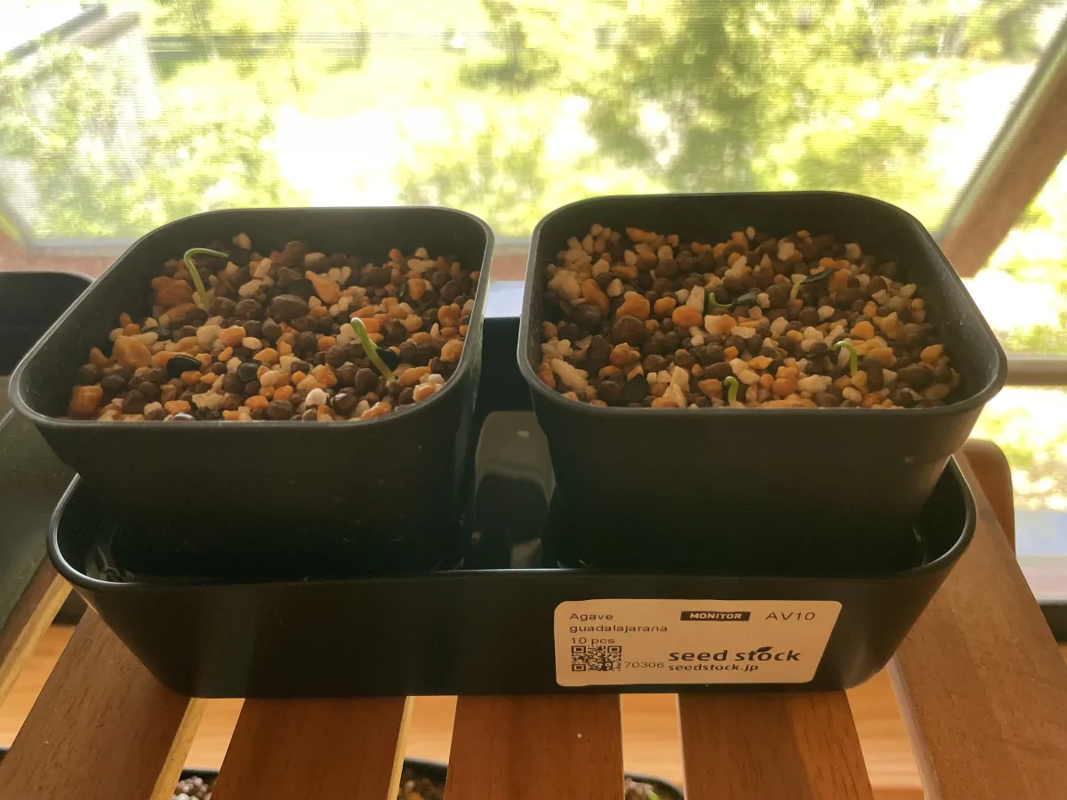 Agave guadalajarana (アガベ グアダラハラナ)