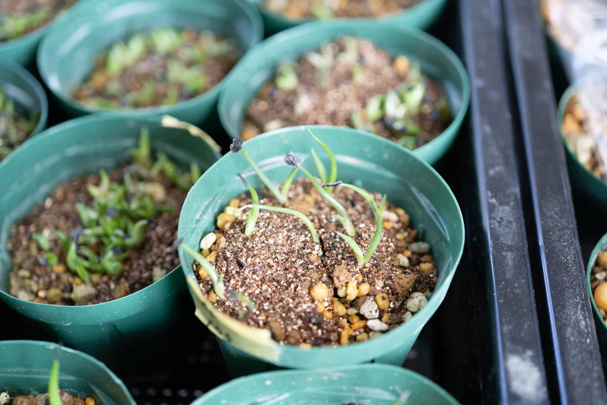 Agave inaequidens subsp. barrancensis (アガベ バランセンシス)