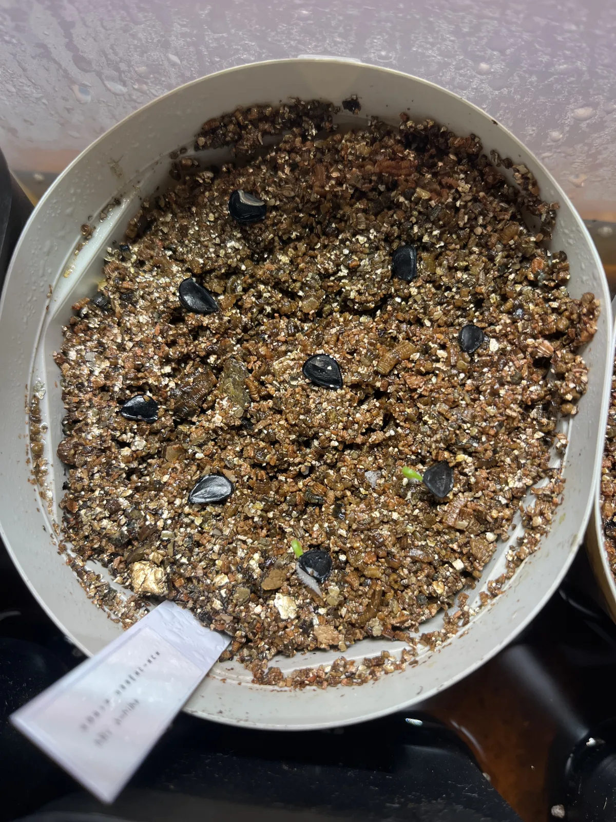 Agave seemanniana (アガベ シーマニアナ)