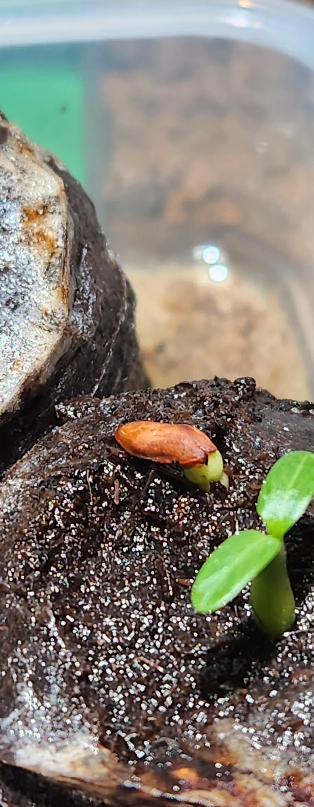 Pachypodium rosulatum var. gracilius (パキポディウム グラキリス)