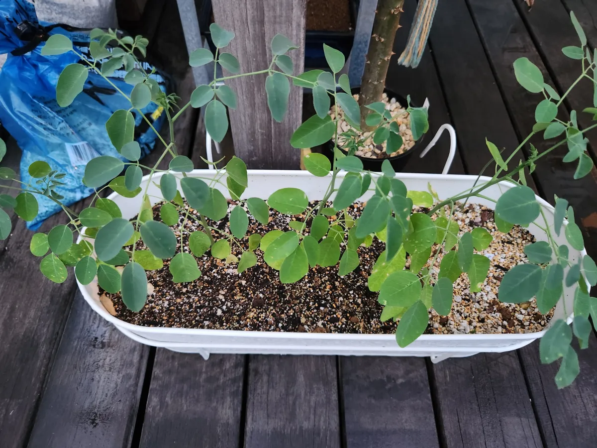 Moringa stenopetala (モリンガ ステノペタラ)