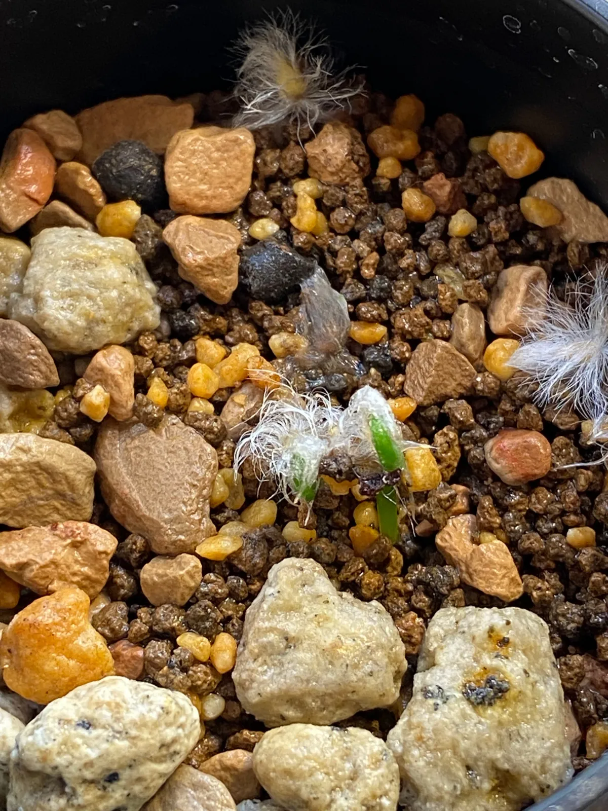 Eriospermum porphyrium (エリオスペルマム ポルフィリウム)