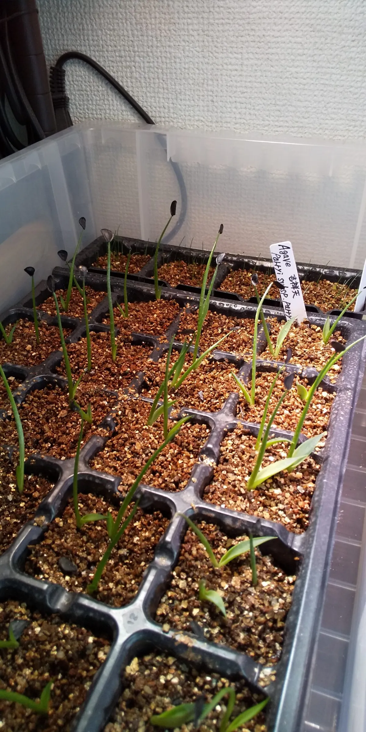 Agave parryi subsp. parryi (アガベ パリー)