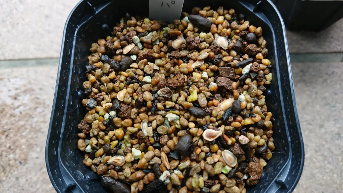 Fockea crispa (フォッケア クリスパ)