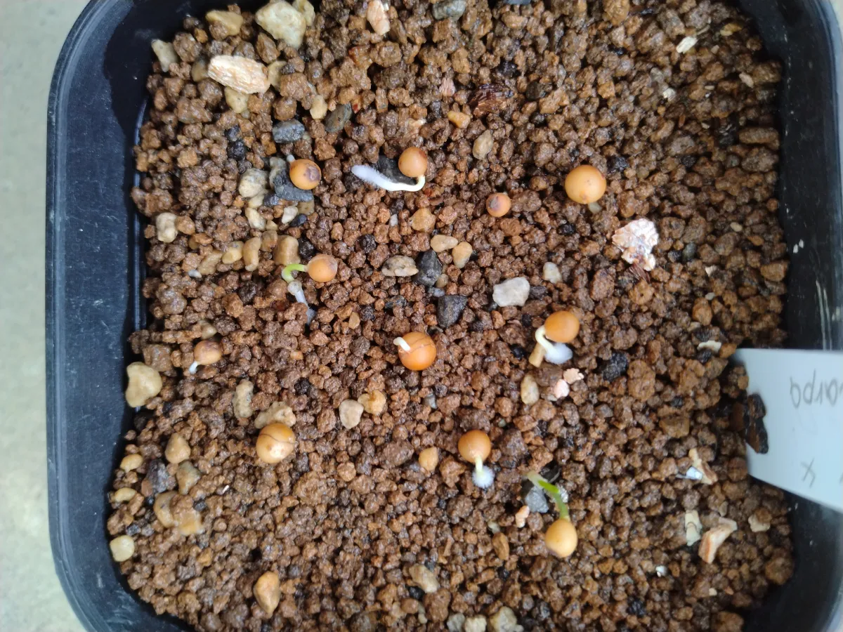 Nolina microcarpa (ノリナ ミクロカルパ)