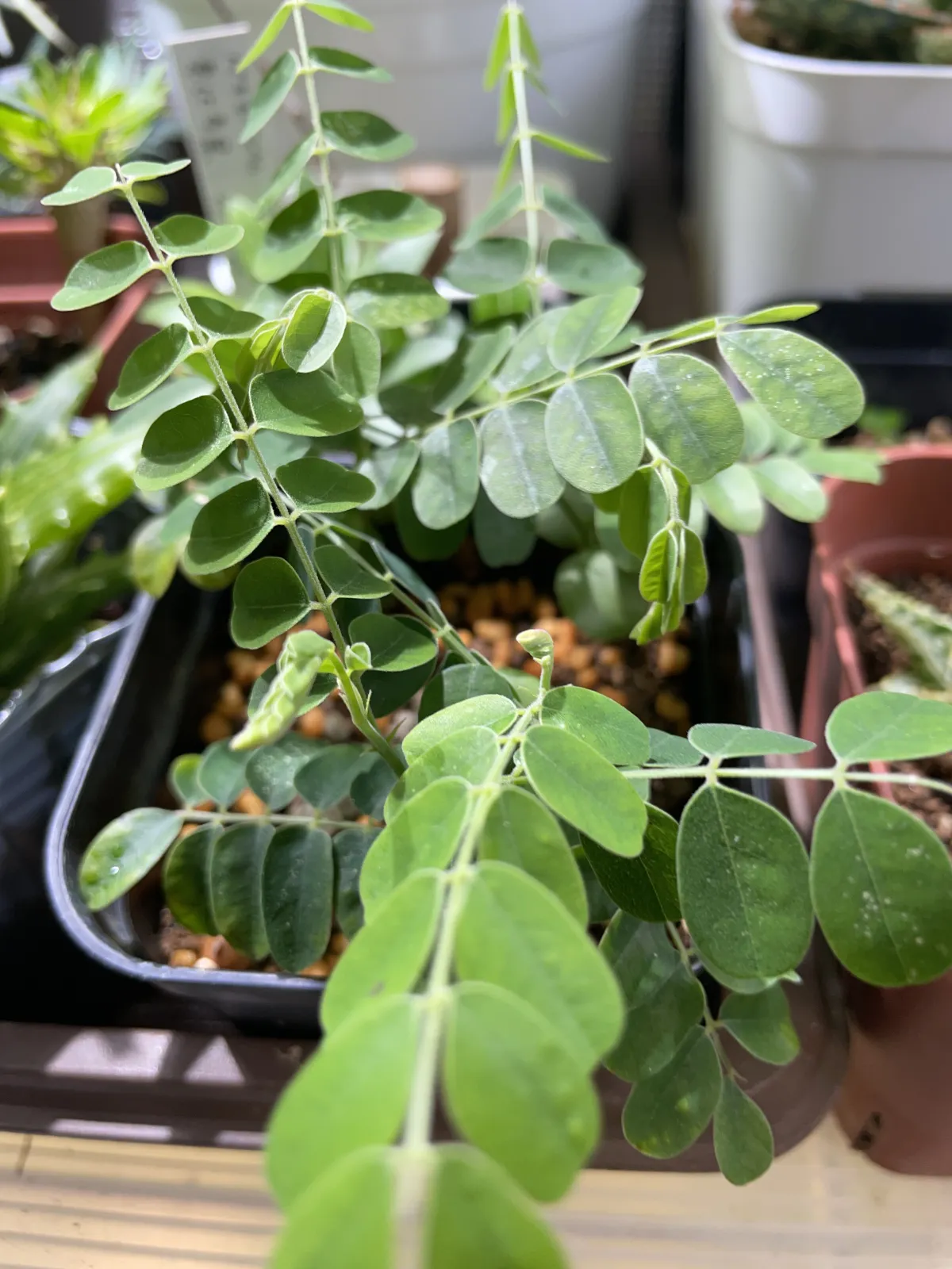 Cassia javanica ssp. nodosa (カッシア ノドサ)