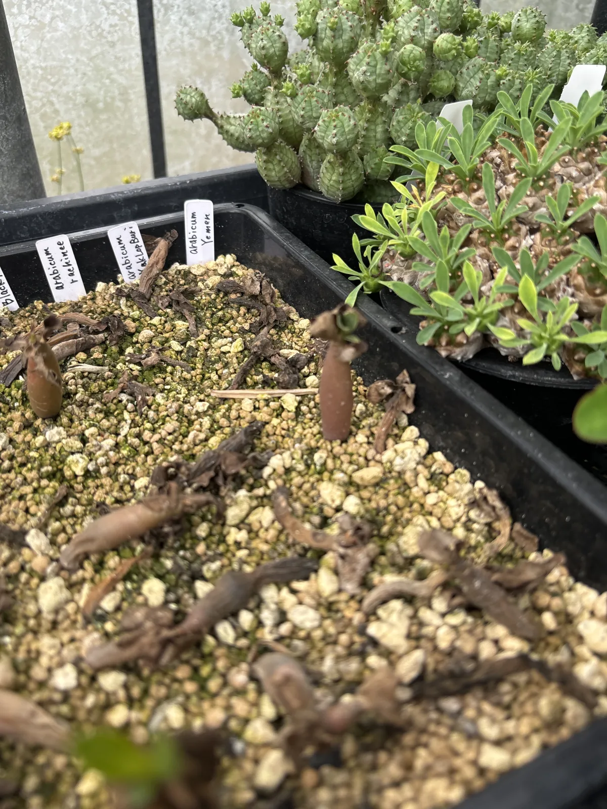 Adenium arabicum (アデニウム アラビカム)