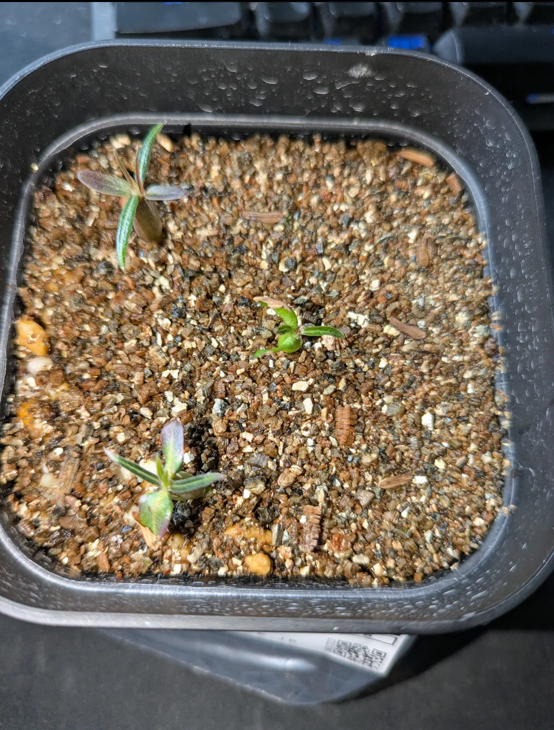 Pachypodium rosulatum var. gracilius (パキポディウム グラキリス)