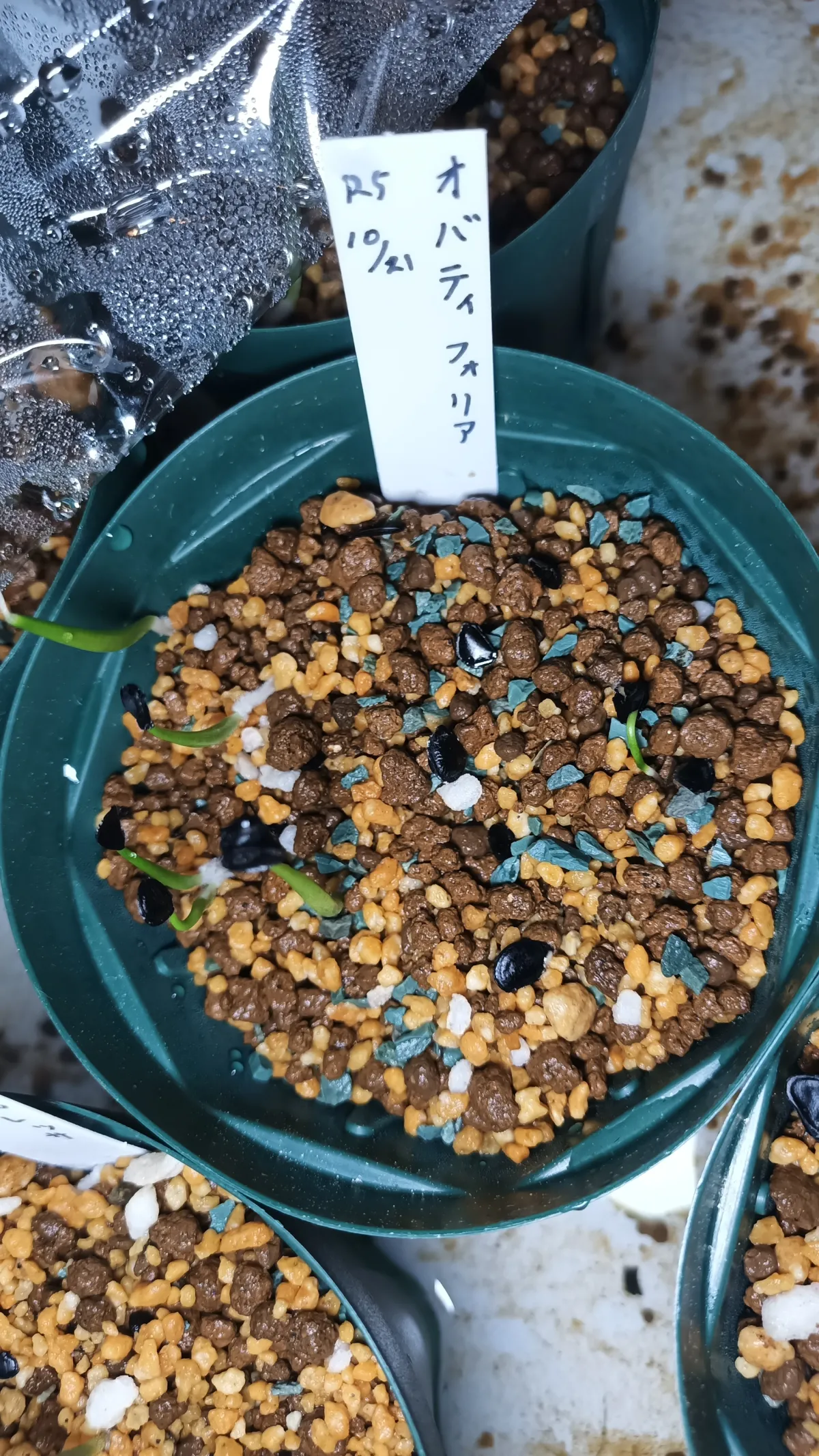 Agave ovatifolia (アガベ オバティフォリア)