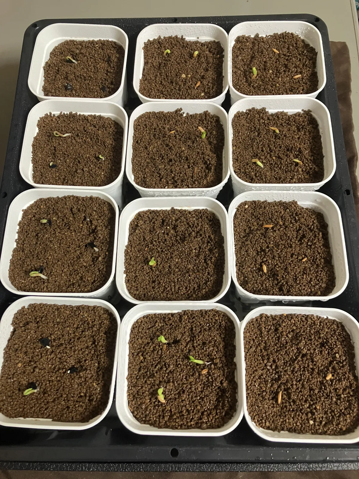 Pachypodium rosulatum ssp. cactipes (パキポディウム カクチペス)