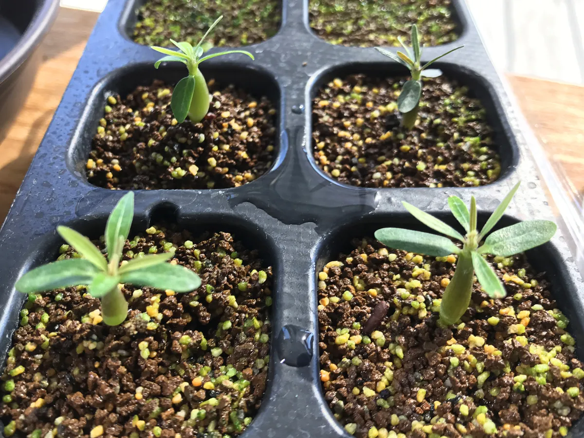 Pachypodium rosulatum var. gracilius (パキポディウム グラキリス)