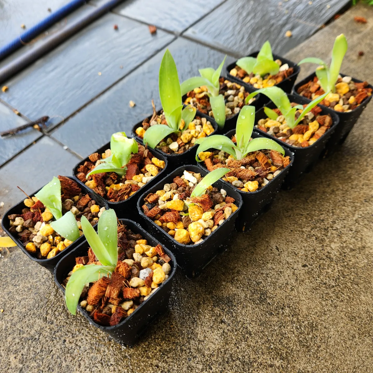 Agave infiernilloensis (アガベ インフィエルニロエンシス)