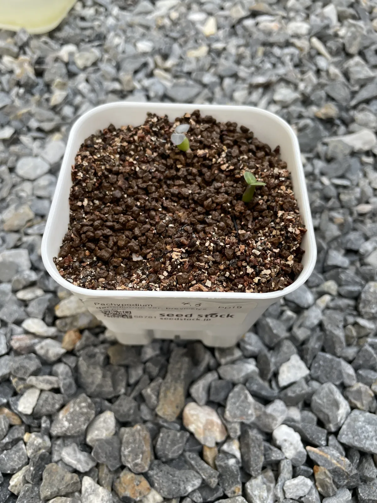 Pachypodium densiflorum var. brevicalyx (パキポディウム ブレビカリックス)