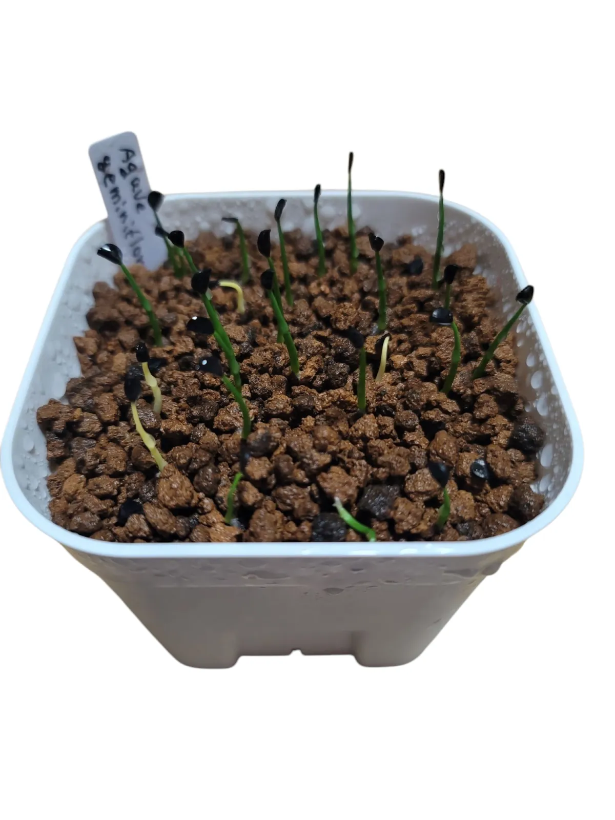 Agave geminiflora (アガベ ジェミニフローラ)